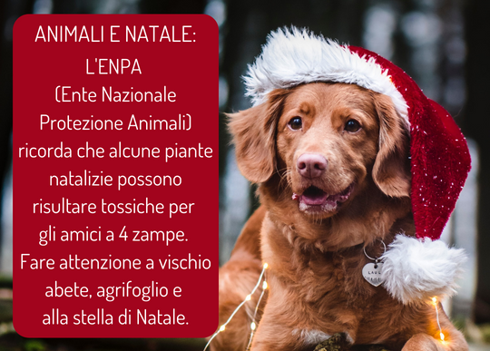 enpa animali e piante natalizie pericolose.png